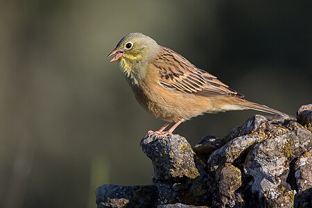 Ortolan bunting, by Pierre Dalous