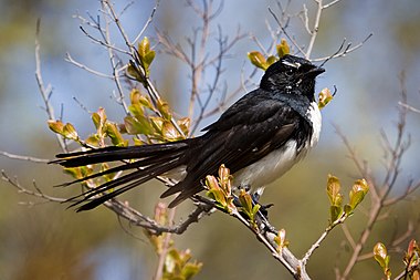 Willie Wagtail