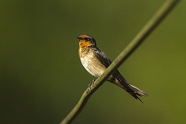 Zuidzeezwaluw (Hirundo tahitica)