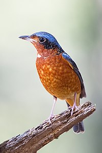 White-throated rock thrush, by JJ Harrison