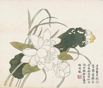 File:Jiezi yuan huazhuan Lotus Flowers, Leaf from the Mustard Seed Garden Painting Manual.jpg