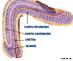 Anatomie lat�rale du p�nis
