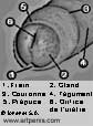 Les �l�ments de la t�te du p�nis: gland, pr�puce, couronne, etc.