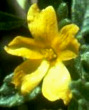 Le damiana dans son �tat naturel.