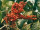 �tat nature 1.