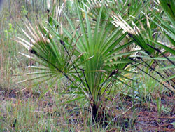 Le serenoa repens dans son �tat naturel.