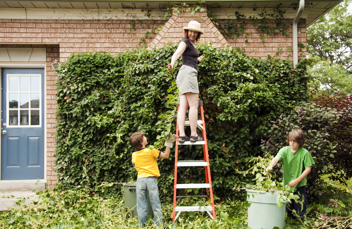 Mother on ladder hands some newly trimmed ivy to her young sons, who are helping clean up.