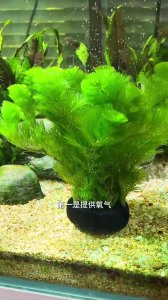 鱼缸里养水草 5 个好处需知道