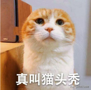 猫起什么名字好听 寓意好的宠物猫名字大全