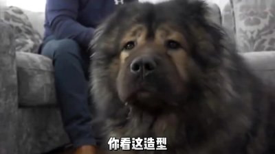 高加索牧羊犬：有“犬中之王”的美誉 完爆护卫犬三剑客