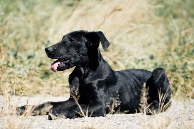 养狗劝退指南之黑狼犬 中国本土的一种大型犬种