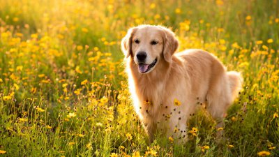 养狗挑选指南之金毛犬 对人温顺对狗很凶