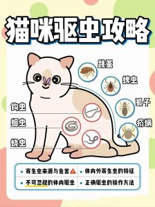 猫咪体内外驱虫全攻略：为什么驱虫必须做？怎么做？