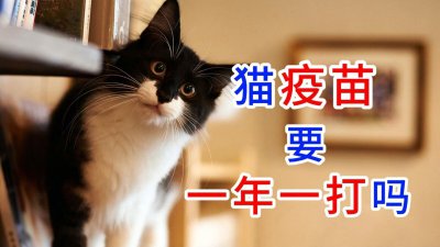 猫疫苗怎么打？一年一打？猫咪打疫苗常见问题补充