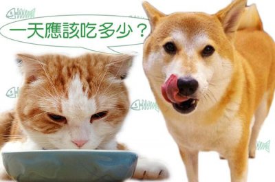 狗狗猫猫喂食量计算 正确地提供每日所需热量