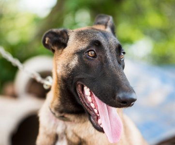 马犬为什么不建议养 养马犬的六大坏处