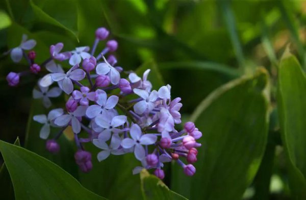 丁香花的象征意义是什么