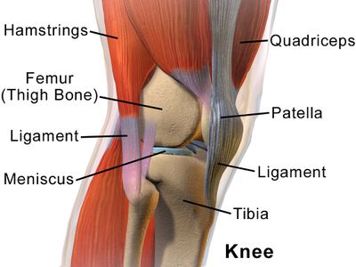 Knee Anatomy