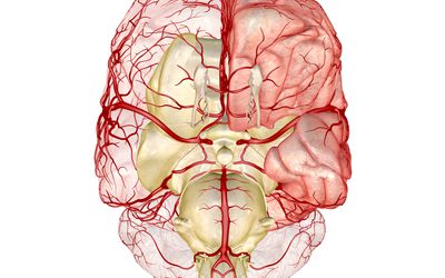 Diagram of the brain, showing the circle of Willis