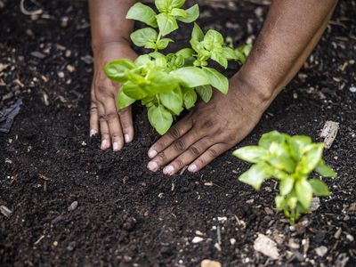 Closeup of hands planting vegetables in community garden