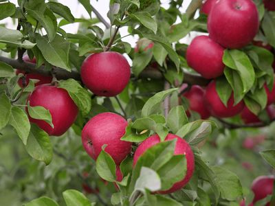 Ripe apples in the apple orchard before harvesting