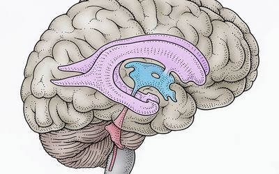 illustration of brain ventricles