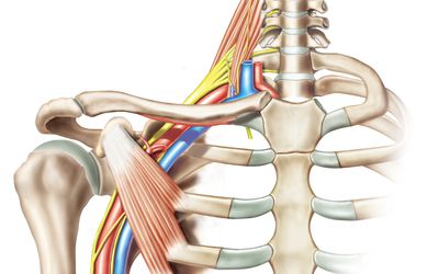 illustration showing the structures of the brachial plexus