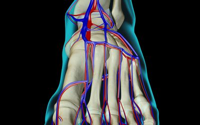 X-Ray image of the upper foot showing the dorsal pedis artery and bones.