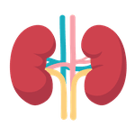 Renal