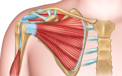 Shoulder bones and muscles