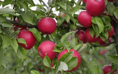 Ripe apples in the apple orchard before harvesting