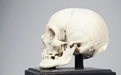 Side view of a human skull - stock photo