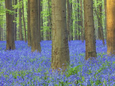 Flowers in a Forest