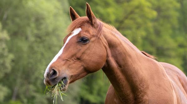 Arkivfoto: Adobe Stock