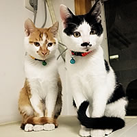 中华田园猫