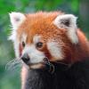 @felix-red-panda