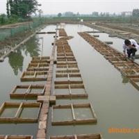 主要出售泥鳅水花苗、寸片、成鳅、转让泥鳅孵化技术