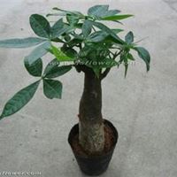 发财树PACHIRA MACROCARPA