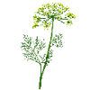 Graines d'herbes aromatiques