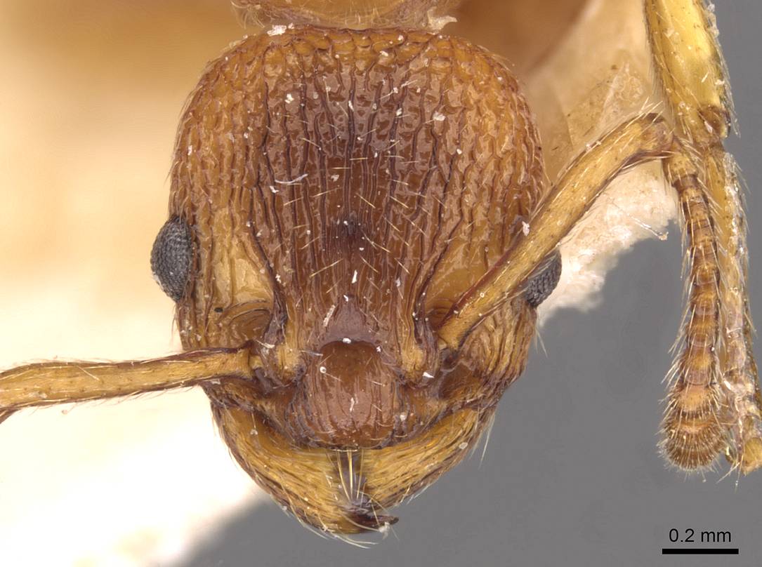 Myrmica Aloba