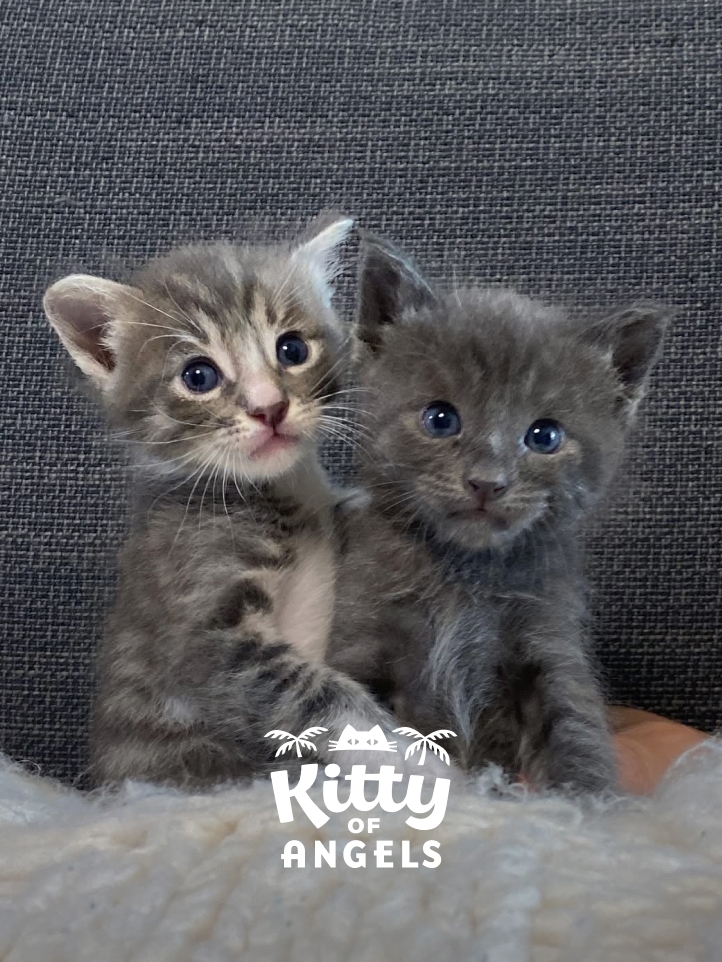 Two young gray kittens sitting together with the Kitty of Angels logo