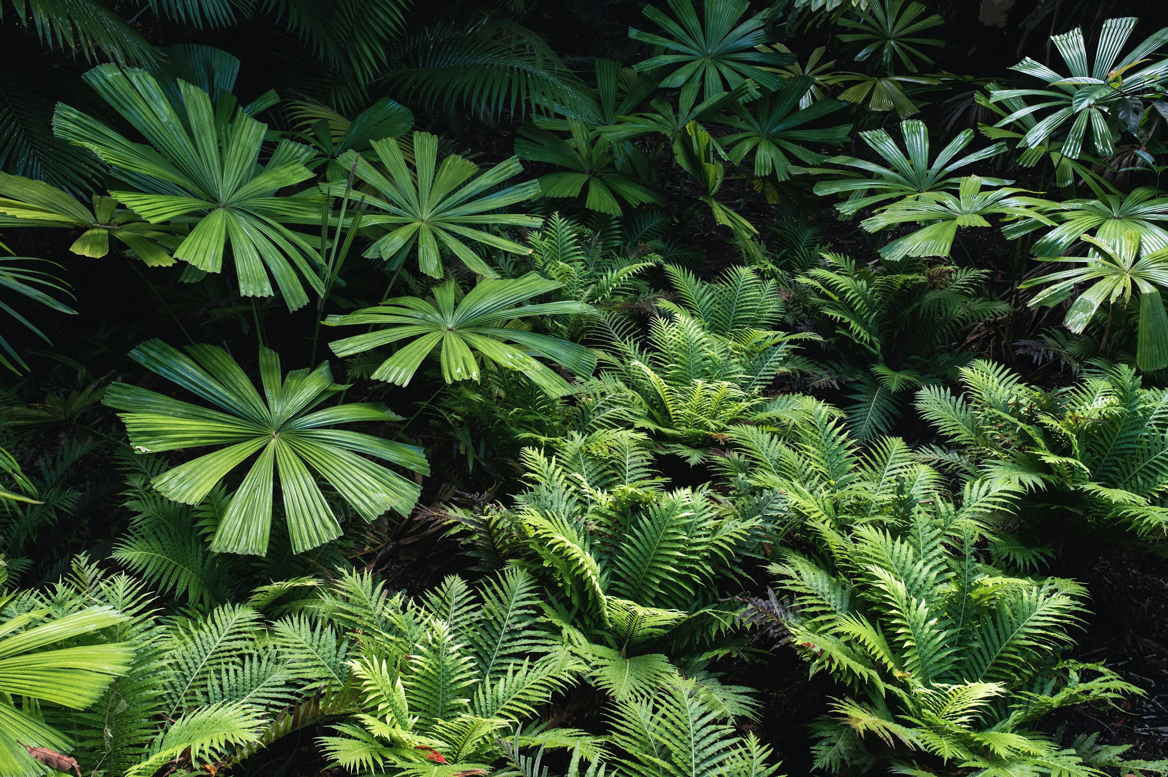 A jungle picture of ferns and other green plantlife