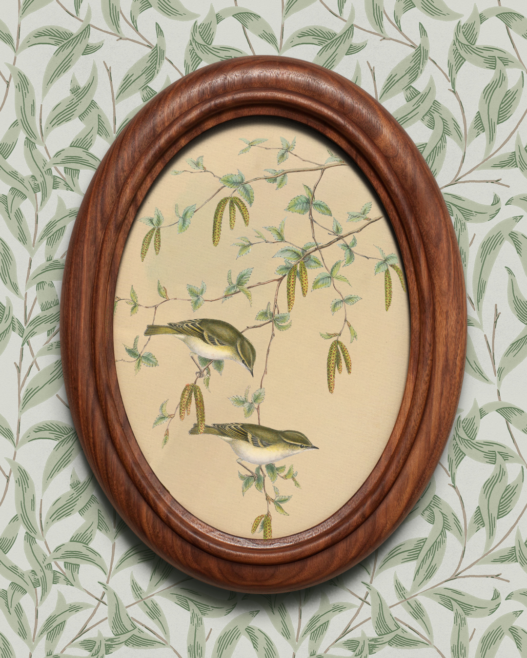 Warbler illustration from The Birds of Great Britain, by John Gould