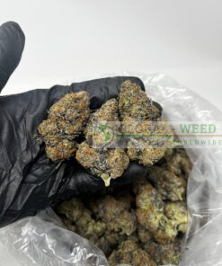 buy sour cheese weed online