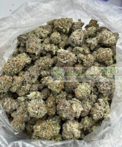 Buy Amnesia Haze weed online