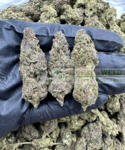 Buy Amnesia Haze weed online