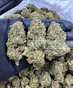 buy black widow weed online