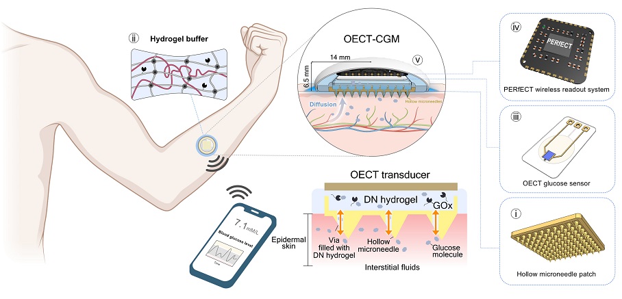 Image: The concept and design principle of the OECT-CGM system (Photo courtesy of Science Advances; DOI: 10.1126/sciadv.adl18)