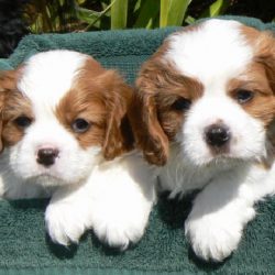 schattige pups