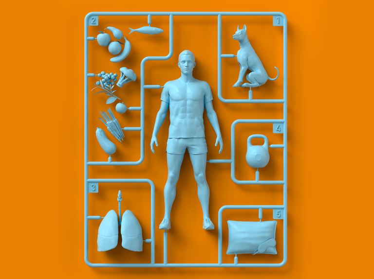 plastic figures of a man, fruits and vegetables, a kettlebell, lungs, pillow